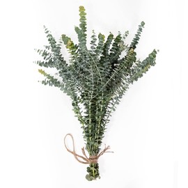 De La Terre Fresh Scented Baby Eucalyptus Pulverulenta Bunch for Decor, Shower & Arrangements (Baby Blue)