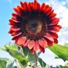 Red Sun Sunflower 50 Pcs Seeds - Helianthus Annuus Flowers