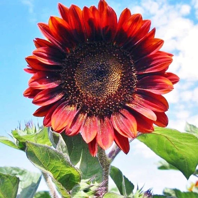 Red Sun Sunflower 50 Pcs Seeds - Helianthus Annuus Flowers