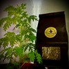 ARTEMISIUM Artemisia annua, Annual Mugwort Leaves, 50 g, Sweet Annie/Sweet