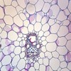 Corn Stem Prepared Microscope Slide, Cross Section