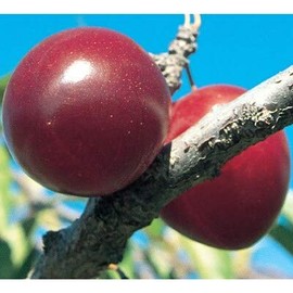 Scarlet Beauty Plum Tree - A Gift That Keeps Giving - Self Pollinating Live Fruit Plant Shipped 3 to 4 Feet Tall by DAS Farms