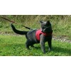 Mynwood Cat Jacket/Harness Red Kitten up to 8 month