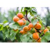 Food to Live - Dried Apricots, 2 Pounds Kosher, Vegan,