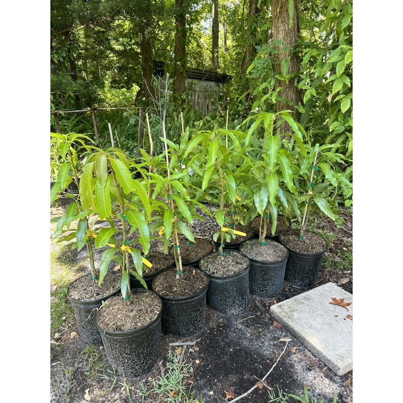 Tree Haden Mango Grafted Tree 2-4 Ft Tall. Ship To