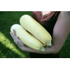 30 RUSSIAN WHITE Squash (Zucchini) Seeds