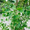 Ginkgo Biloba Tree (Maidenhair Tree) - Live Plant - (2.5