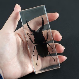 Taxidermy Lucanidae, Real Lucanidae Specimens Animal Specimen in Resin for Science Classroom Science Education, Great Gift for Fans of Taxidermy, Animal Skull, Oddities, Biology
