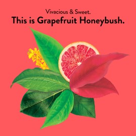 Choice Organic Grapefruit Honeybush Herbal Tea, Caffeine Free, 16 Bags (Pack Of 6)