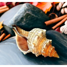 Kaltner Präsente Gift Idea - Shell Fasciolaria Trapezium Trapezium Snail Sea Snail (13-14 cm)