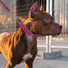 OOPSDOGGY Reflective Leather Martingale Dog Collar - Adjustable No Pull Stainless Steel Chain Training Collar for Small Medium Large Dogs Puppy (Pink, Small, 12"-15.5")