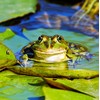 Frog Greeting Card - Square