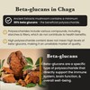 Ancient Extracts Chaga Mushroom Extract Powder - Minimum 30% Beta