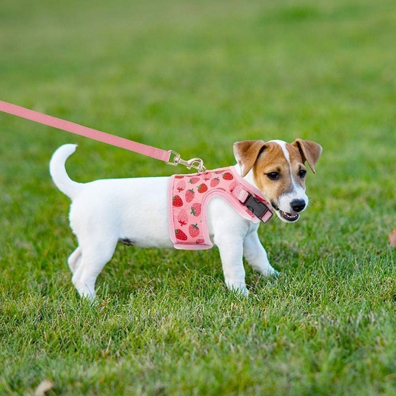 Cat Harness with Escape Proof - Fashionable Mesh Cat Dog
