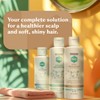 DHS Zinc Shampoo – Dandruff Shampoo – for Flaky and