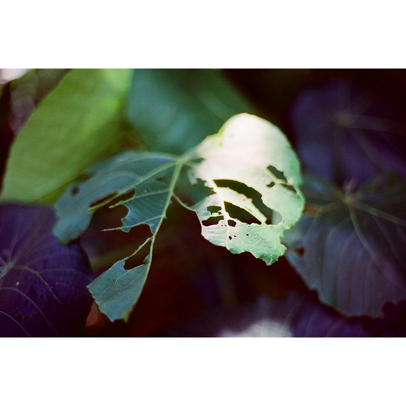 RETO Amber T200 35mm Color Negative Cinema Film 27 Exposures