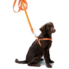 Farmland Dog Lead (Orange)