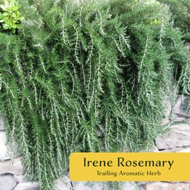 6 Irene Rosemary in 3.5" Nursery Cubes | Rosmarinus officinalis ‘Irene’ | Live Fragrant Trailing Evergreen Herb for Cooking, Gardens & Containers | Ready-to-Plant Starter Plants