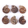 BOBEINI Natural Ammonite Fossil Pendant Jewellery Clay Silver Ammonite Fossil