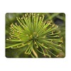 Dwarf Egyptian Papyrus - Cyperus isocladus - Non-Invasive - Indoor