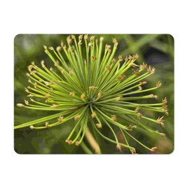 Dwarf Egyptian Papyrus - Cyperus isocladus - Non-Invasive - Indoor | Outdoor - Water Garden Bog - Live Plant - Green Texture - Emerald's - Starter Size - 4 Inch Pot