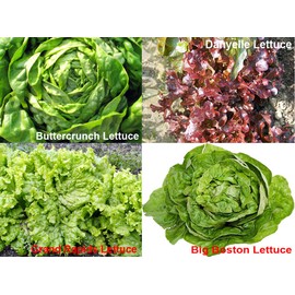 This is A Mix!!! 1000 Lettuce Mix 20 Varieties Seeds Heirloom Non-GMO. Seeds are not Individually Packaged! from USA. US Grown!