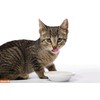 Hartz Hairball Remedy Plus Salmon Flavored Paste for Cats and