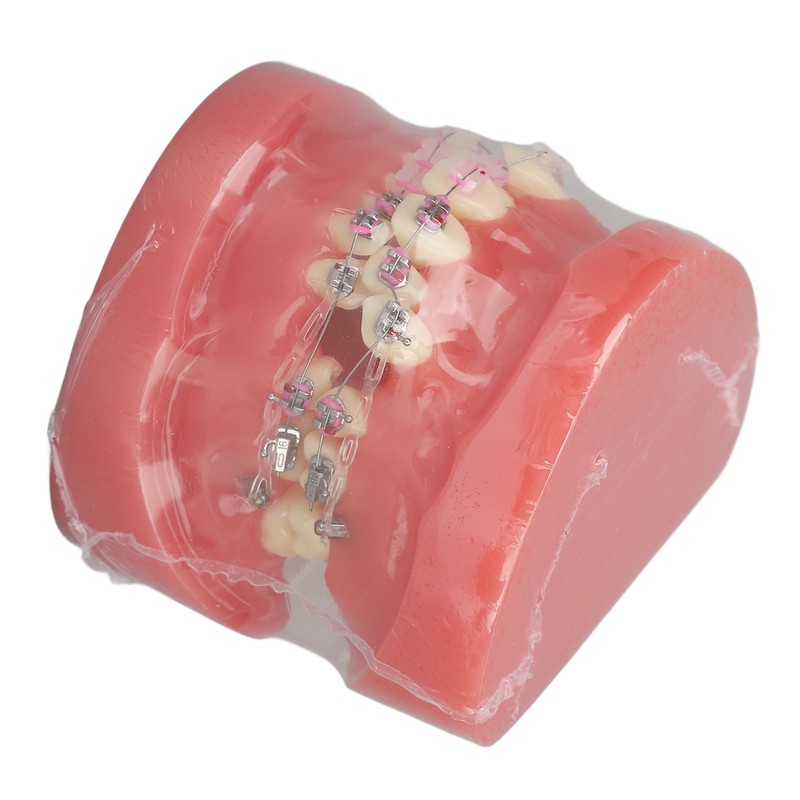 Demonstration Orthodontics Dental Model Disassembled Resin Teeth Model for Teaching