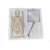 Human skeleton model, 17 inch mini skeleton model with movable