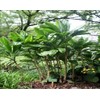 Hawaiian Ti Plant, Cordyline Terminalis, Log for Planting