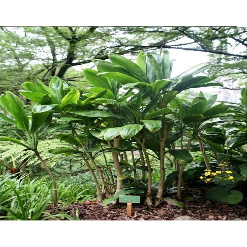 Hawaiian Ti Plant, Cordyline Terminalis, Log for Planting