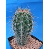 Tucson Tools Goognice Saguaro Cactus 5" to 10" Tall 8