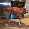 Mile High Life | Dog Raincoat | Adjustable Water Proof