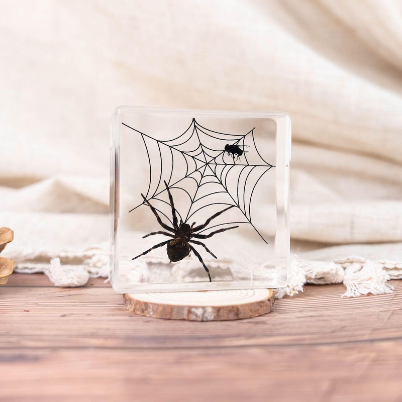 Taxidermy Spiders, 3pcs Real Insect Spider Specimens in Resin for