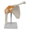 Perfeclan Human Shoulder Joint Model with Base, Teaching Tool, Shoulder