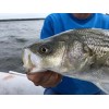 VTAVTA 1 Fishing Lure Multi Jointed Hard Baits 6 Segments