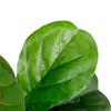 Northlight 4' Potted Two Tone Green Artificial Wide Fiddle Leaf