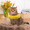 LuckyOpt Sunflower Cat Recovery Cone, Adjustable Pet Elizabethan Collar for
