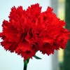 Eden Brothers Carnation Seeds - Etincellant