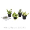 Altman Plants Assorted Live Succulents Desk Buddy Collection Easy Care