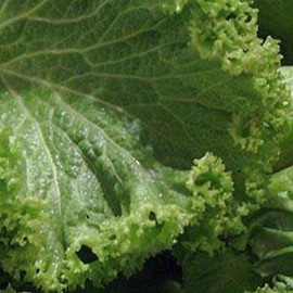 500 Old Fashioned Mustard Seeds for Planting Heirloom Non GMO 1.5+ Grams Garden Vegetable Bulk Survival