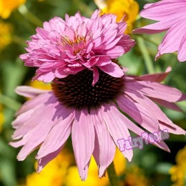Fairy7Seas Echinacea Seeds - Echinacea Purpurea - Purple - Rose Double Decker - 10 Seeds