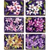Cinnamon Orchid Garden Drink Coasters