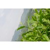 Chawaya Kakegawa Autumn Bancha, 3.3 lbs (1.5 kg)
