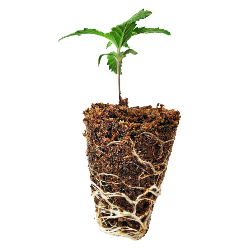 Mosser Lee ML0003 SucSeed® Premium Seed Starter 244 cubic inch