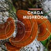 Organic Chaga Mushroom Powder 200g – Pure Inonotus Obliquus Supplement