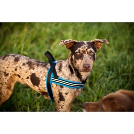 ComfortFlex Sport Dog Harness - Fully Padded, Reflective, Adjustable, Lightweight No-Choke, No-Pull, Non-Chafing Design for Active Dogs, Enhanced Control, Made in The USA, Small/Medium, Mariner Blue
