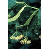 Tilia cordata: Littleleaf Linden Seeds