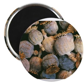 CafePress Dried Opium Poppies Magnets 2.25" Round Magnet (10 pack)