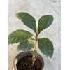 Tree Loquat Tree Seedling 8” With Pot Tropical Plant Sweet